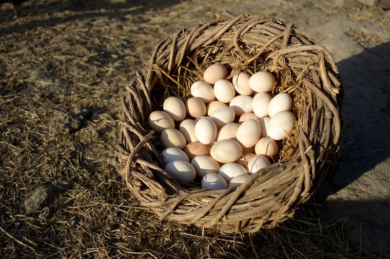 Environmentally Conscious Projects